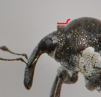 Curculionidae:  Zacladus sp?  S, Zacladus exiguus